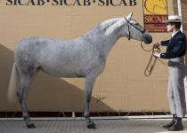 PICARA DE RAMOS, DE SR4, CAMPEONA JOVEN SICAB 2015